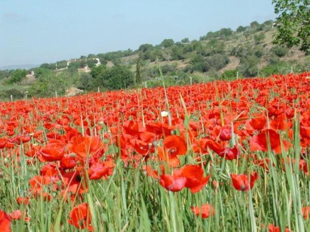 Serra Llevant Son Macia (Mallorca)